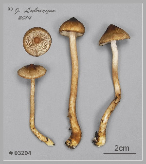  (Inocybe fuscicothurnata - MQ23-CMMF026386)  @11 [ ] by-nc (2014) Jacqueline Labrecque Unspecified