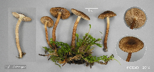  (Inocybe leptophylla - MQ23-CMMF026389)  @11 [ ] by-nc (2014) Jacqueline Labrecque Unspecified