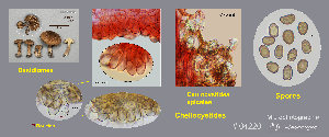  (Mallocybe fulvoumbonata - MQ23-CMMF026497)  @11 [ ] (by-nc) (2021) Jacqueline Labrecque Unspecified