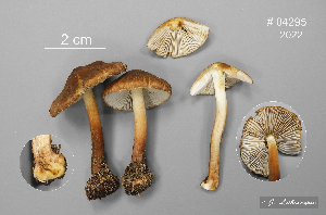  (Inocybe digitula - MQ23-CMMF026502)  @11 [ ] (by-nc) (2022) Jacqueline Labrecque Unspecified