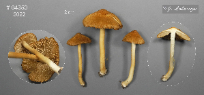  (Inocybe obtusiuscula - MQ23-CMMF026523)  @11 [ ] (by-nc) (2022) Jacqueline Labrecque Unspecified