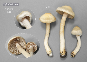 (Inocybe bellidiana - MQ23-CMMF026527)  @11 [ ] (by-nc) (2022) Jacqueline Labrecque Unspecified