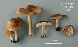  (Inocybe piceae - MQ24-RPL30116-CMMF27280)  @11 [ ] by-nc (2006) Jacqueline Labrecque Unspecified