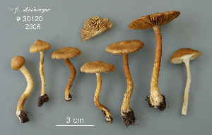  (Inocybe subochracea - MQ24-RPL30120-CMMF27281)  @11 [ ] by-nc (2006) Jacqueline Labrecque Unspecified