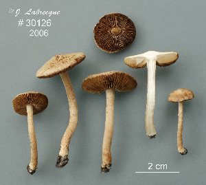  (Inocybe appendiculata - MQ24-RPL30126-CMMF27282)  @11 [ ] by-nc (2006) Jacqueline Labrecque Unspecified