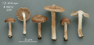  (Inocybe griseovelata - MQ24-RPL30212-CMMF27286)  @11 [ ] by-nc (2006) Jacqueline Labrecque Unspecified