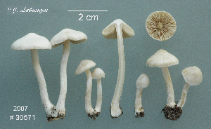  (Inocybe geophylla - MQ24-RPL30571-CMMF27312)  @11 [ ] by-nc (2007) Jacqueline Labrecque Unspecified