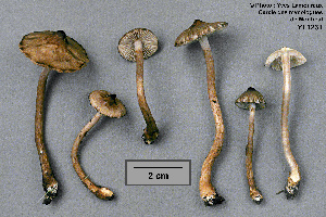  (Inocybe fuscodisca - MQ23-CMMF001231)  @11 [ ] Unspecified (default): All Rights Reserved (1990) Yves Lamoureux Unspecified
