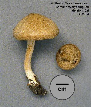  ( - MQ23-CMMF002064)  @11 [ ] Unspecified (default): All Rights Reserved (1993) Yves Lamoureux Unspecified