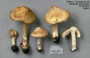  (Inocybe dulciolens - MQ23-CMMF002231)  @11 [ ] Unspecified (default): All Rights Reserved (1994) Yves Lamoureux Unspecified