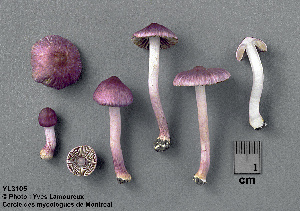  (Inocybe lilacina - MQ23-CMMF003105)  @11 [ ] Unspecified (default): All Rights Reserved (1997) Yves Lamoureux Unspecified