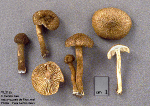  (Inocybe leptophylla - MQ23-CMMF003169)  @11 [ ] Unspecified (default): All Rights Reserved (1998) Yves Lamoureux Unspecified