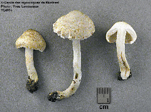  (Inocybe glaucescens - MQ23-CMMF004074)  @11 [ ] Unspecified (default): All Rights Reserved (2007) Yves Lamoureux Unspecified