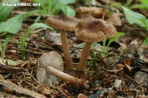  (Inocybe bufonia - MQ23-CMMF026533)  @11 [ ] (by-nc) (2018) Patrick Poitras Unspecified