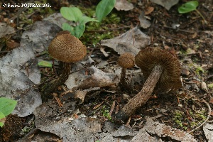  (Inocybe calamistrata - MQ23-CMMF026557)  @11 [ ] (by-nc) (2021) Patrick Poitras Unspecified