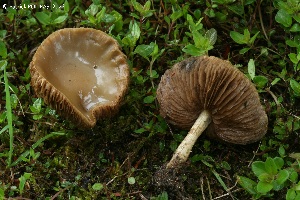  (Cyclocybe erebia - MQ23-CMMF026558)  @11 [ ] (by-nc) (2022) Patrick Poitras Unspecified