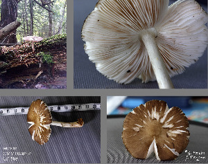  (Pluteus hibbettii - MQ18011)  @11 [ ] Copyright (2015) Guy Fortin Unspecified