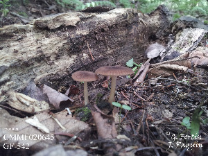  (Pluteus aff. plautus - MQ18021)  @11 [ ] Copyright (2016) Guy Fortin Unspecified