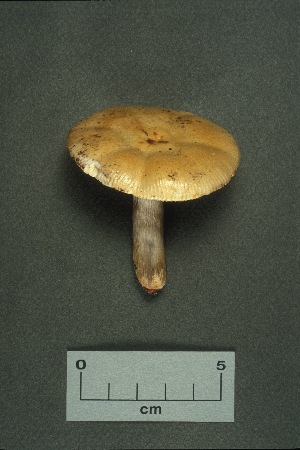  ( - MQ21-CMMF000144)  @11 [ ] by-nc-nd (1988) Yves Lamoureux Universite de Montreal, Biodiversity Center
