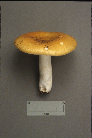  ( - MQ21-CMMF001910)  @11 [ ] by-nc-nd (1993) Yves Lamoureux Universite de Montreal, Biodiversity Center
