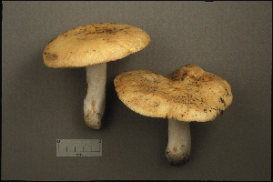  (Russula cinerascens - MQ21-CMMF001946)  @11 [ ] by-nc-nd (1993) Yves Lamoureux Universite de Montreal, Biodiversity Center