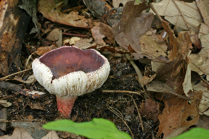  ( - MQ21-CMMF006425)  @11 [ ] by-nc-nd (2008) Raymond McNeil Universite de Montreal, Biodiversity Center