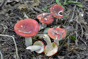  ( - MQ21-CMMF007404)  @11 [ ] by-nc-nd (2013) Raymond McNeil Universite de Montreal, Biodiversity Center