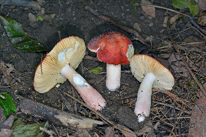  ( - MQ21-CMMF007404)  @11 [ ] by-nc-nd (2013) Raymond McNeil Universite de Montreal, Biodiversity Center
