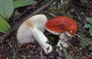  ( - MQ21-CMMF007854)  @11 [ ] by-nc-nd (1976) Raymond McNeil Universite de Montreal, Biodiversity Center
