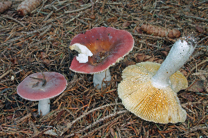 ( - MQ21-CMMF008174)  @11 [ ] by-nc-nd (2009) Raymond McNeil Universite de Montreal, Biodiversity Center