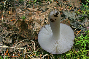  ( - MQ21-CMMF008277)  @11 [ ] by-nc-nd (2005) Raymond McNeil Universite de Montreal, Biodiversity Center