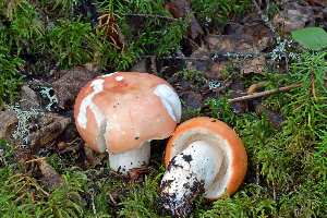  ( - MQ21-CMMF008324)  @11 [ ] by-nc-nd (2013) Raymond McNeil Universite de Montreal, Biodiversity Center