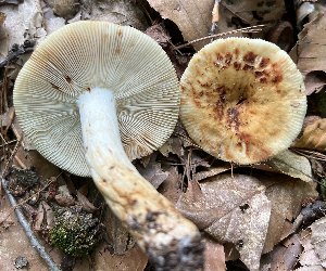  (Russula aff. grata - MQ23-CMMF026267)  @11 [ ] Unspecified (default): All Rights Reserved (2022) Chantal Gauthier (by-nc)