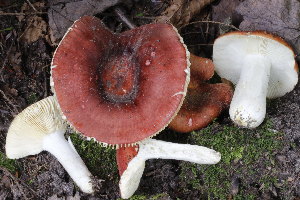  (Russula integra - MQ23-CMMF026291)  @11 [ ] Unspecified (default): All Rights Reserved (2018) Joseph Nuzzolese (by-nc)