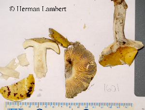  ( - MQ21-HL1601-QFB32811)  @11 [ ] Copyright (c) (2019) Herman Lambert Mycoquebec