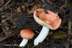  (Russula sp._cupreiceps - MQ23-HRL3767)  @11 [ ] copyright © (2022) Renee Lebeuf Unspecified