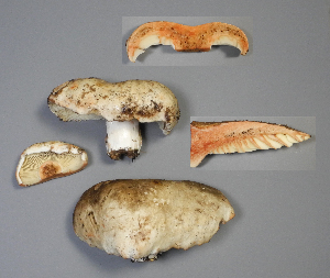 (Russula dissimulans - MQ23-CMMF026339)  @11 [ ] (by-nc) (2013) Jacqueline Labrecque Unspecified