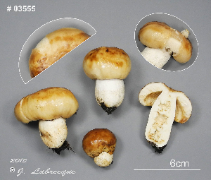  (Russula aff. foetens - MQ23-CMMF026407)  @11 [ ] (by-nc) (2015) Jacqueline Labrecque Unspecified