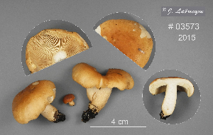  (Russula simillima - MQ23-CMMF026411)  @11 [ ] (by-nc) (2015) Jacqueline Labrecque Unspecified