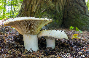  ( - MQ25a--Mtt0581)  @11 [ ] CreativeCommons - Attribution Share-Alike (2025) Matthieu Sicard Mycoquebec