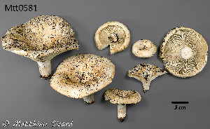  ( - MQ25a--Mtt0581)  @11 [ ] CreativeCommons - Attribution Share-Alike (2025) Matthieu Sicard Mycoquebec