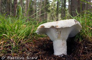  ( - MQ25a-Mtt0584)  @11 [ ] CreativeCommons - Attribution Share-Alike (2025) Matthieu Sicard Mycoquebec