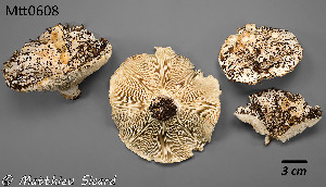  ( - MQ25a-Mtt0608)  @11 [ ] CreativeCommons - Attribution Share-Alike (2025) Matthieu Sicard Mycoquebec