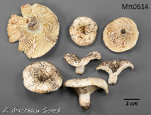  ( - MQ25a-Mtt0614)  @11 [ ] CreativeCommons - Attribution Share-Alike (2025) Matthieu Sicard Mycoquebec