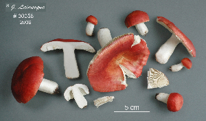  (Russula pulchra - MQ24-RPL30058-CMMF27377)  @11 [ ] by-nc (2006) Jacqueline Labrecque Unspecified