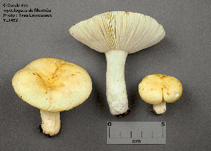  (Russula raoultii - MQ23-CMMF001482)  @11 [ ] by-nc (1991) Yves Lamoureux CMMF