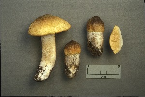  (Tricholoma sp. robustipes - MQ20-YL-CMMF001494)  @11 [ ] CreativeCommons - Attribution Non-Commercial No Derivatives (1991) Yves Lamoureux Universite de Montreal, Biodiversity Center