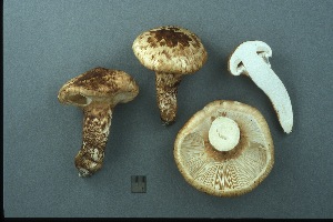  (Tricholoma caligatum var. nardosmium - MQ19-CMMF003508)  @11 [ ] CreativeCommons - Attribution Non-Commercial No Derivatives (2000) Yves Lamoureux Universite de Montreal, Biodiversity Center