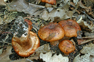  ( - MQ20-MCNC2552-CMMF005950)  @11 [ ] CreativeCommons - Attribution Non-Commercial No Derivatives (2005) Unspecified Universite de Montreal, Biodiversity Center