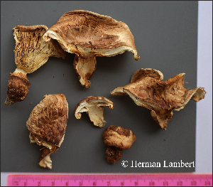  (Tricholoma caligatum - MQ24-HL2007)  @11 [ ] bc-nc (2023) Herman_Lambert Unspecified
